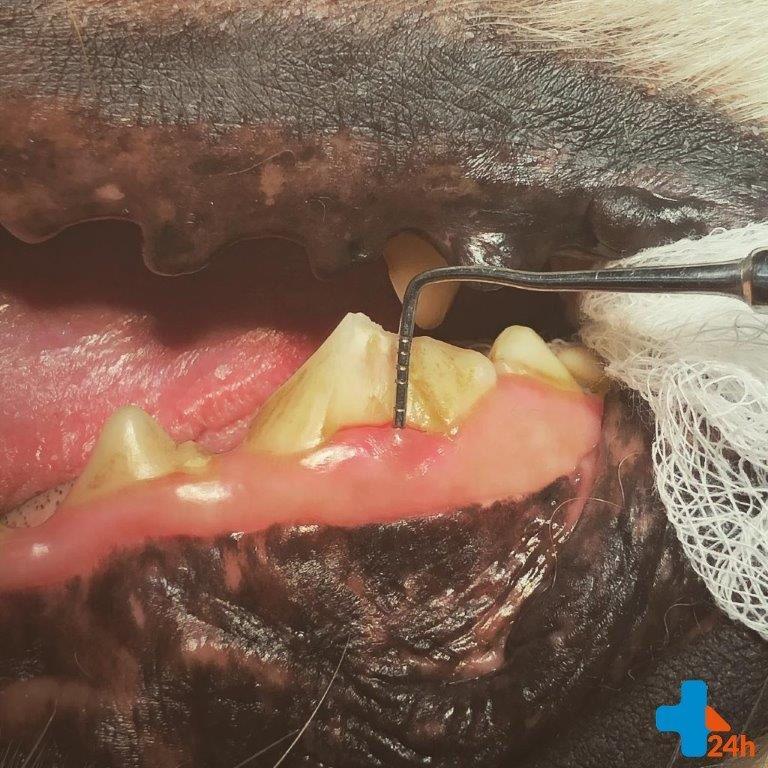 Poddziąsłowe złamanie korony zęba u golden retrievera. Złamał ząb podczas gryzienia kości.