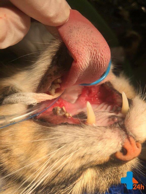 Zaawansowana choroba przyzębia oraz caudal stomatitis u 4-letniej kotki. Kotka z bólu przestała jeść.