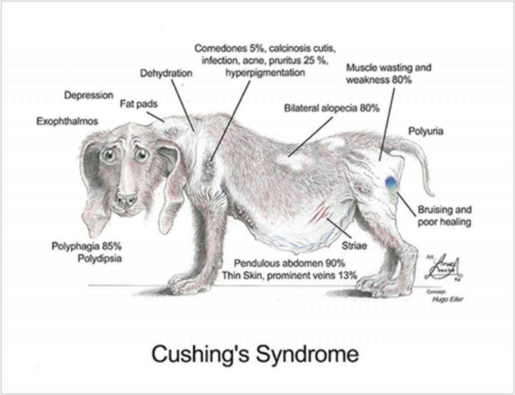 Typowy obraz choroby Cushinga. [newenglandvetservices.com.au]