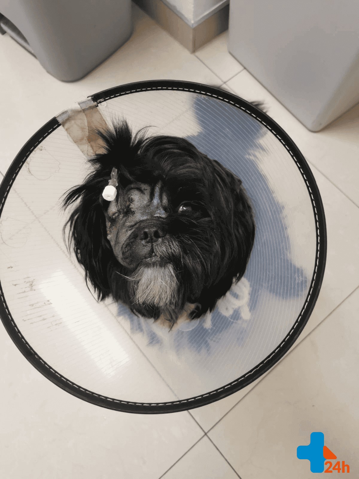 Pies po pogryzieniu bez oka – leczenie na intensywnej terapii w TKW