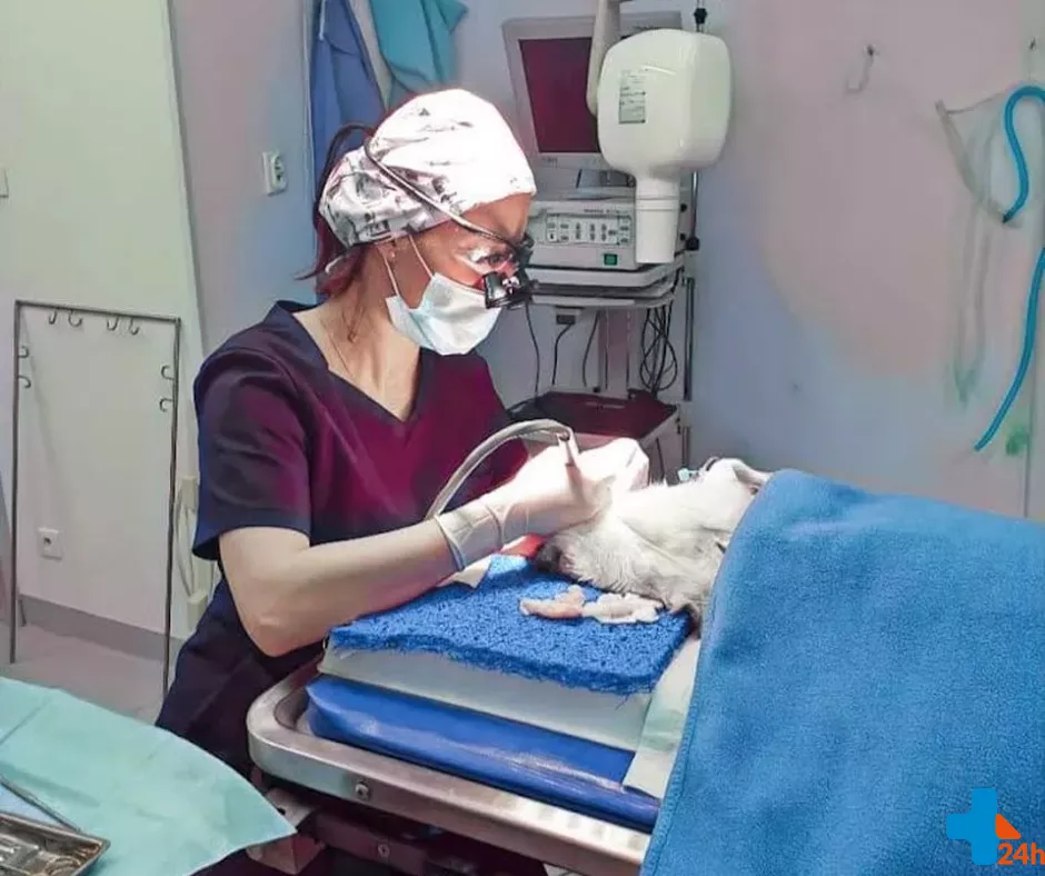 Lek. wet. Joanna Pakuła podczas corocznej kontroli zębów i sanacji jamy u kota